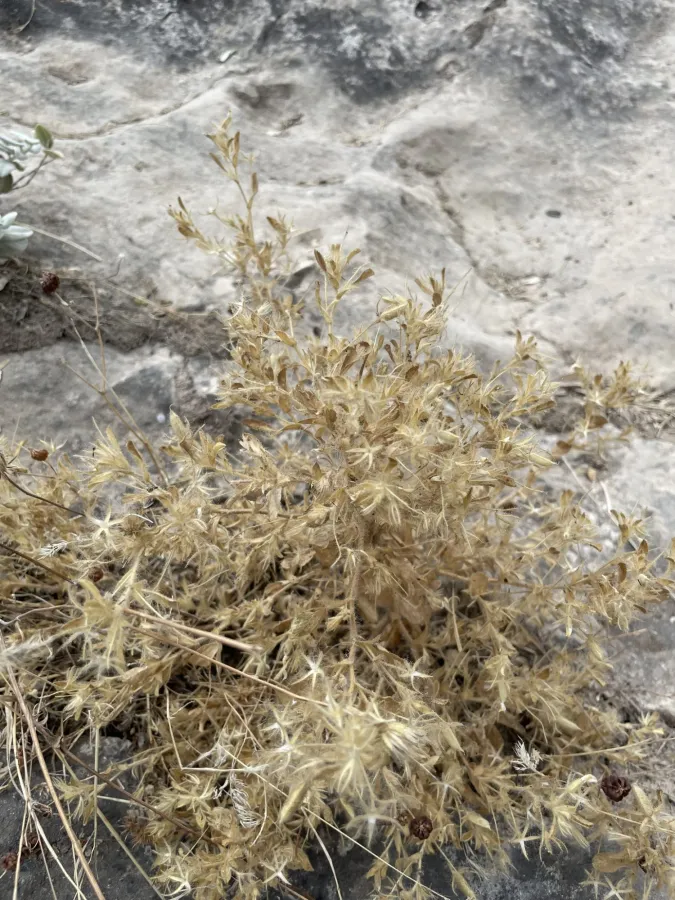 Ononis viscosa