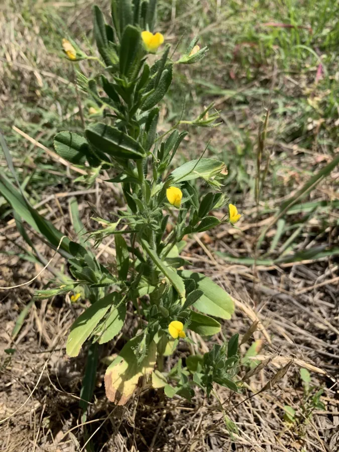 Ononis viscosa