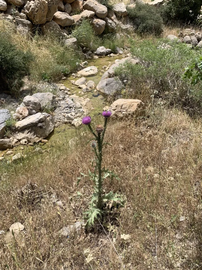 Onopordum illyricum