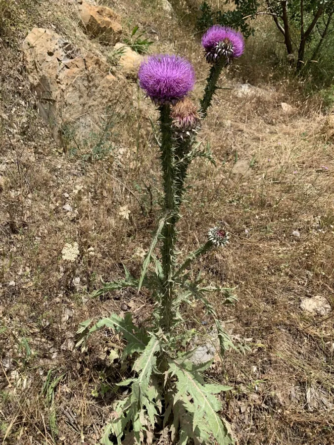 Onopordum illyricum