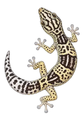 Iranian fat-tailed gecko, Iraqi eyelid gecko, Zagrosian leopard gecko