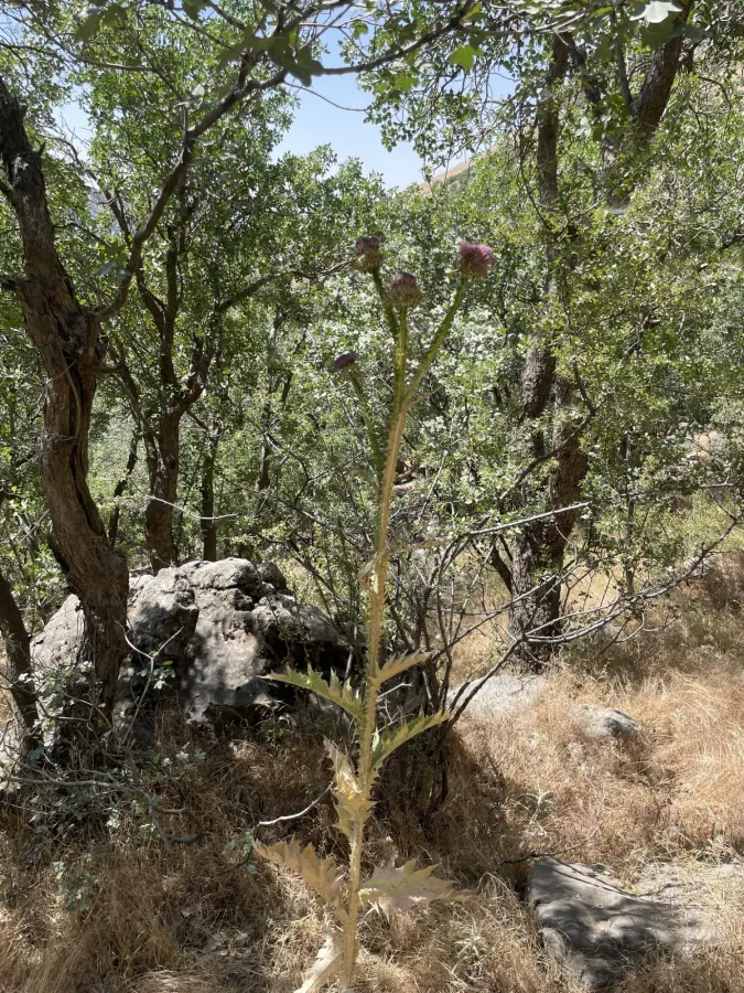 Onopordum illyricum
