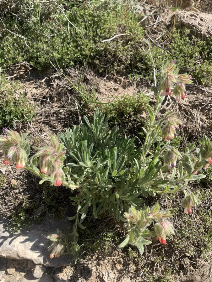 Onosma alborosea
