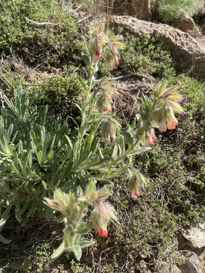 Onosma alborosea