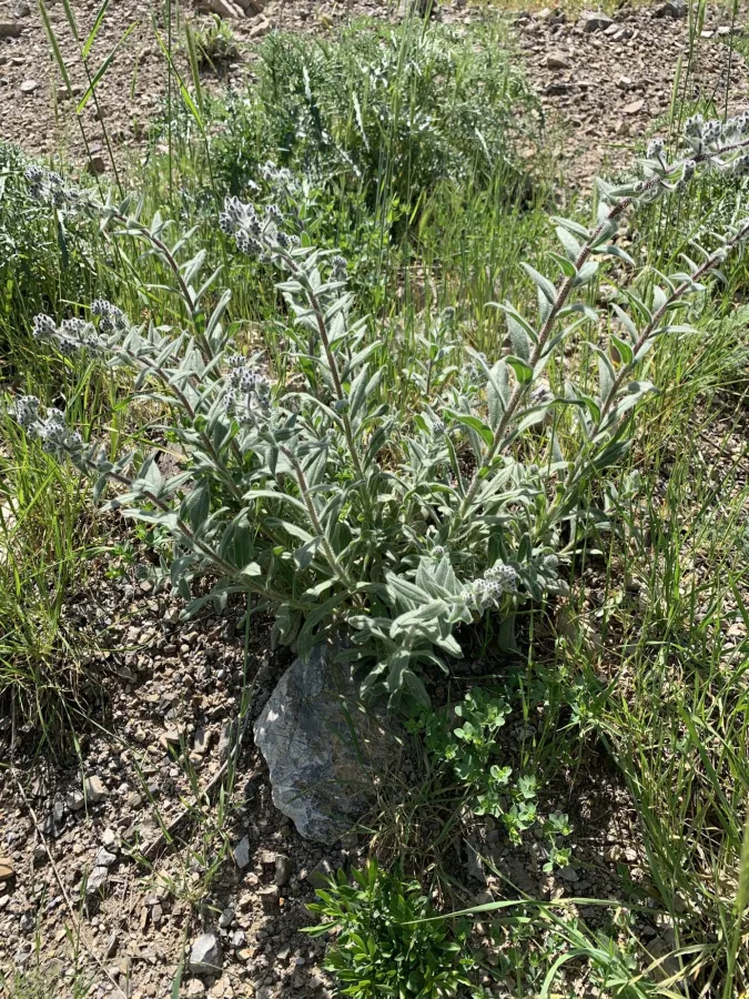 Onosma angustiloba