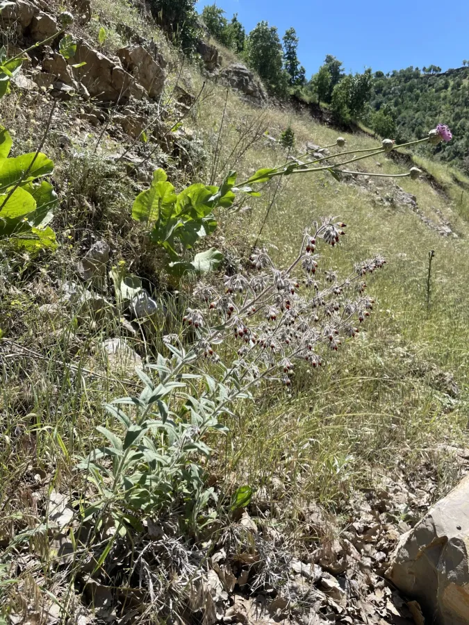 Onosma angustiloba