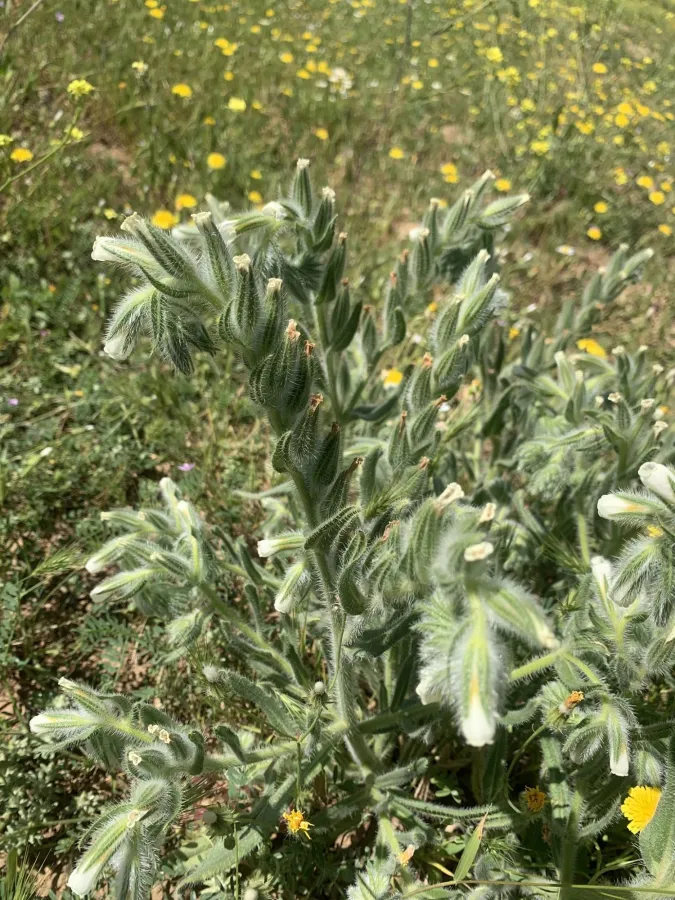 Onosma bulbotricha