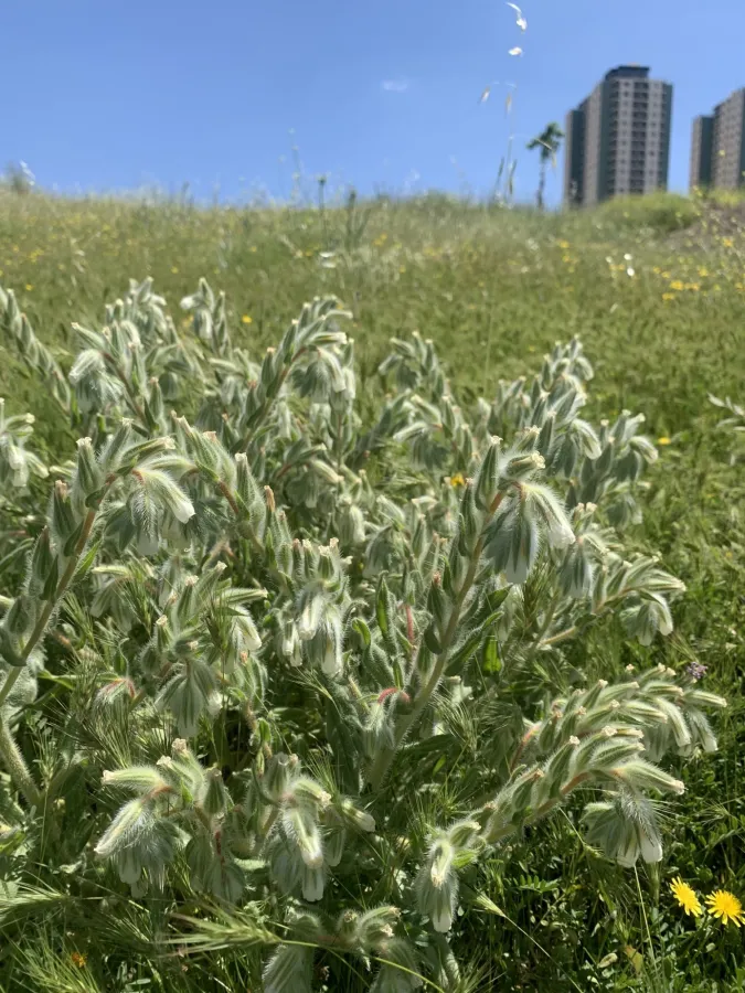 Onosma bulbotricha