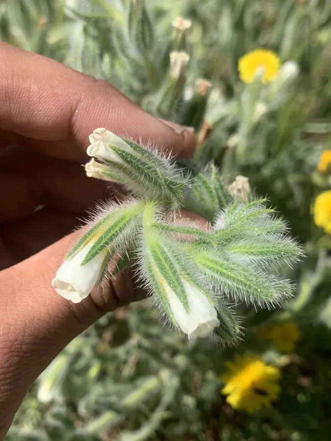 Onosma bulbotricha