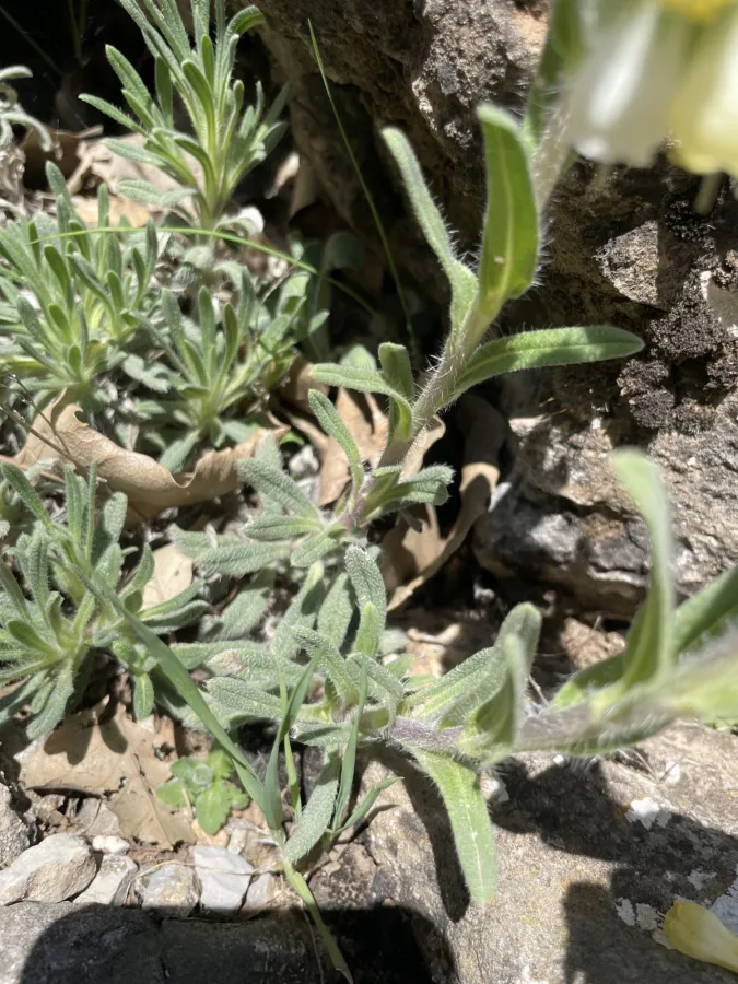 Onosma caerulescens