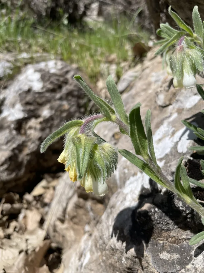 Onosma caerulescens