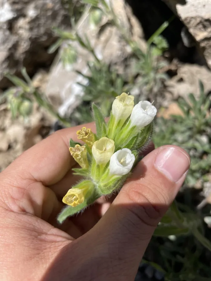 Onosma caerulescens