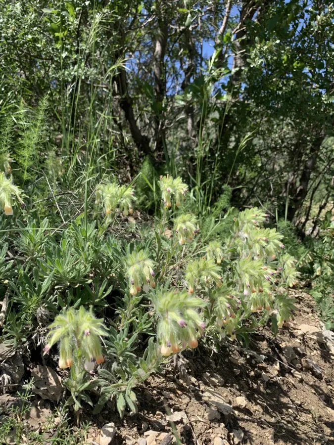 Onosma cardiostegium