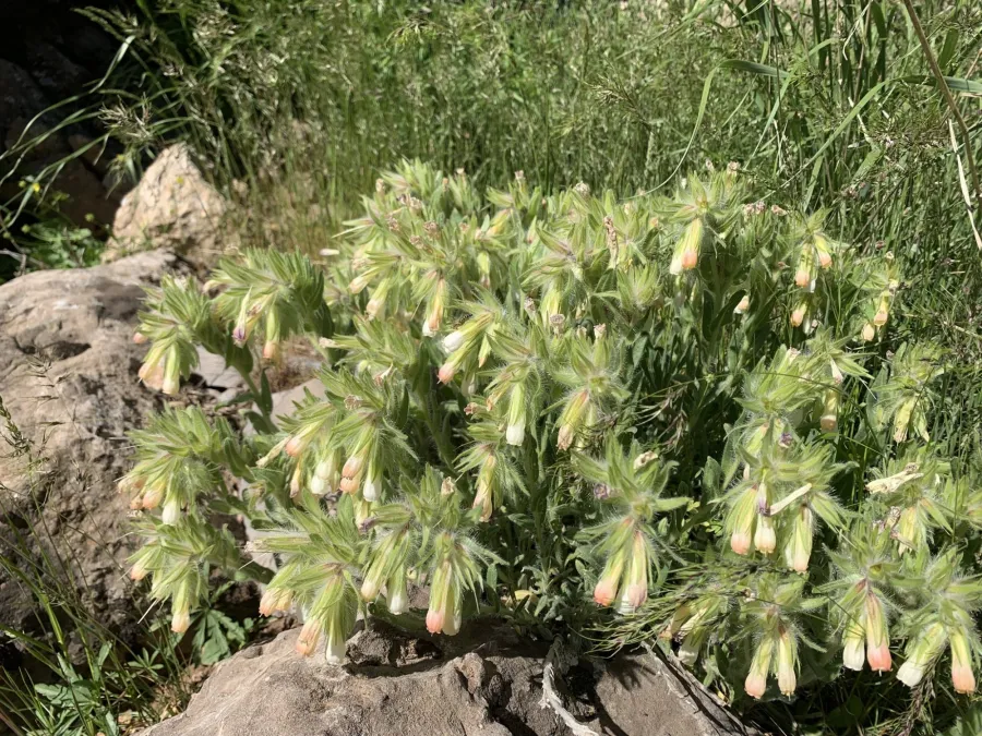 Onosma cardiostegium