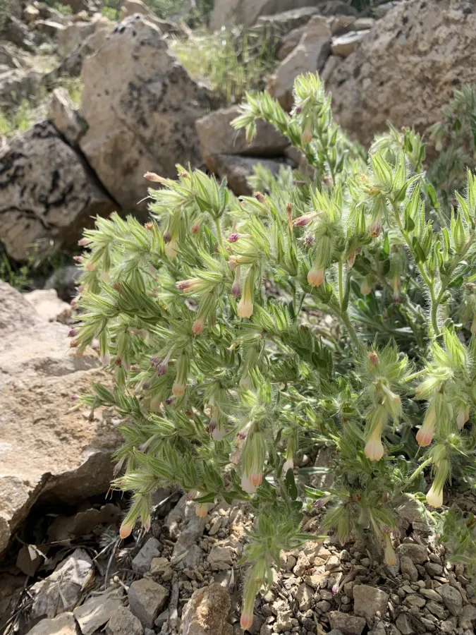 Onosma cardiostegium