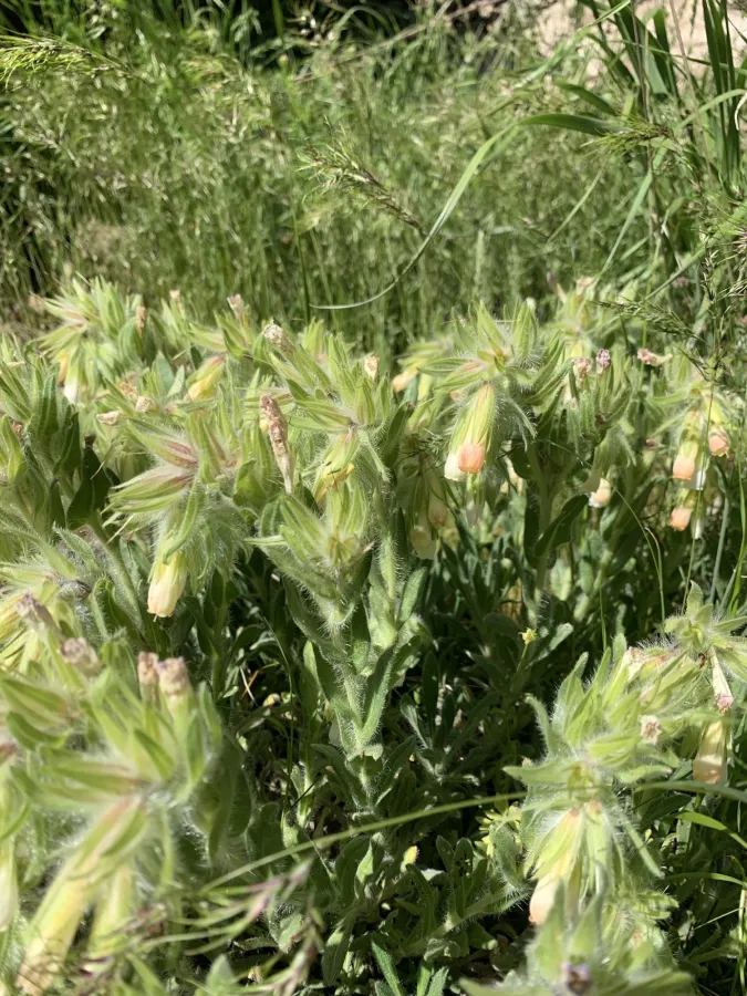 Onosma cardiostegium