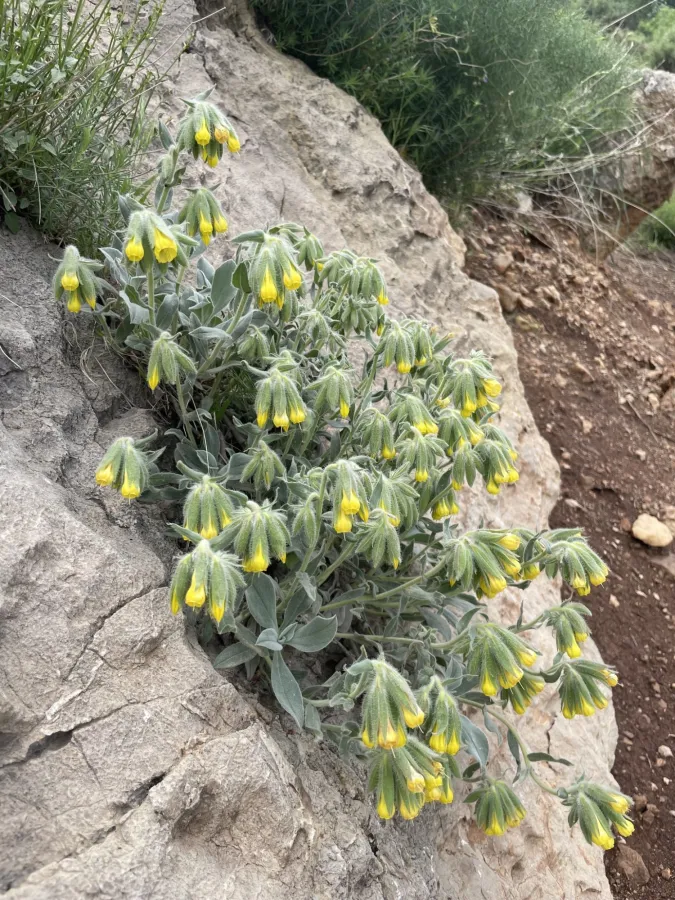 Onosma latifolia
