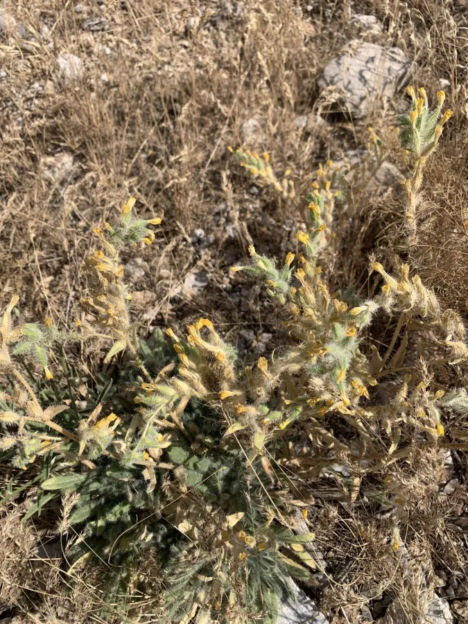 Onosma macrophylla