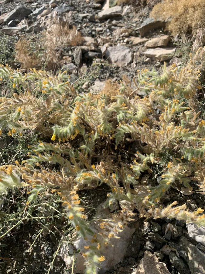 Onosma macrophylla