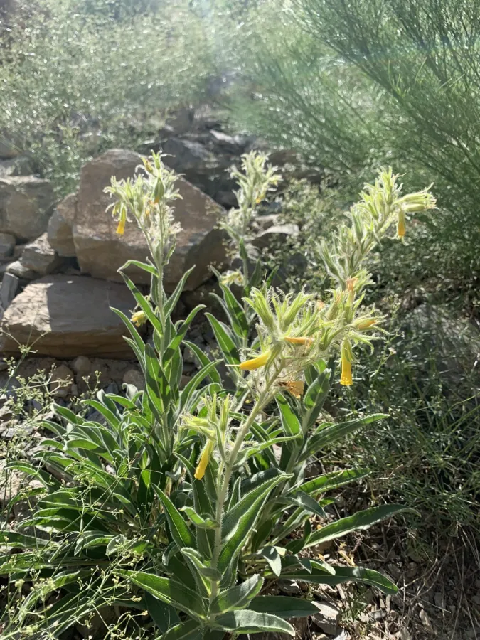 Onosma nemoricola