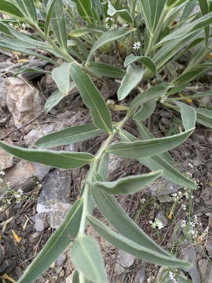 Onosma nemoricola