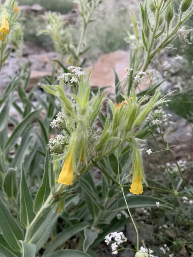 Onosma nemoricola