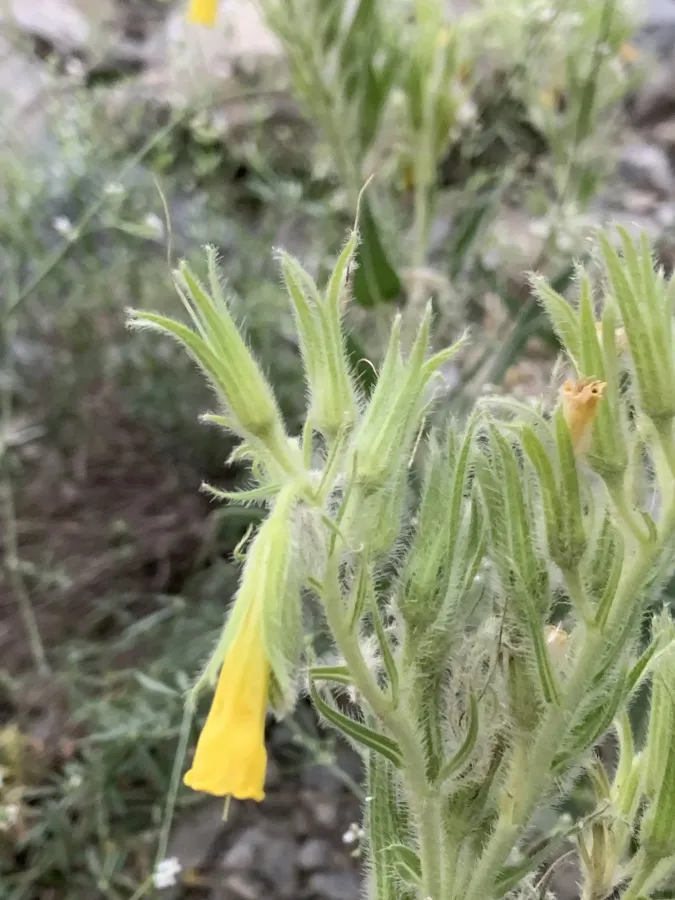 Onosma nemoricola