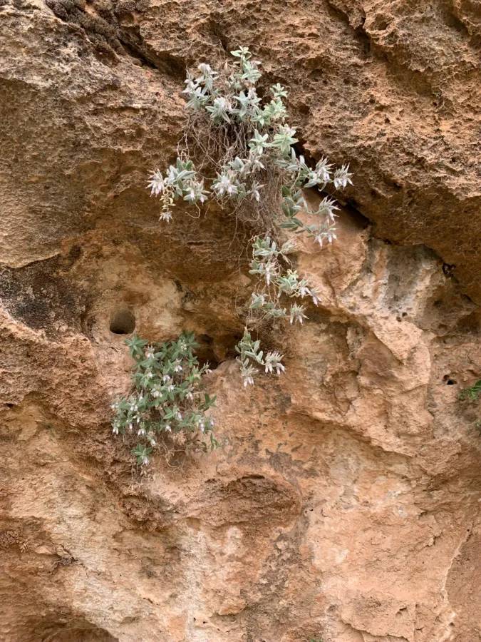 Onosma rostellata