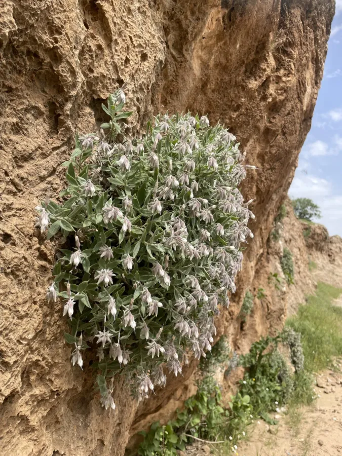 Onosma rostellata