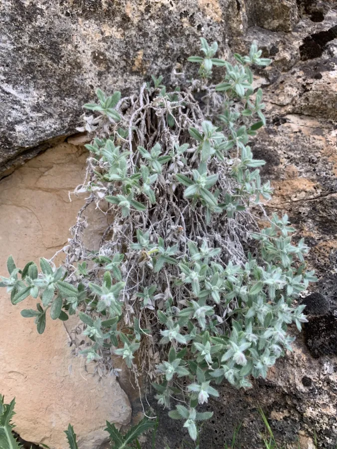 Onosma rostellata