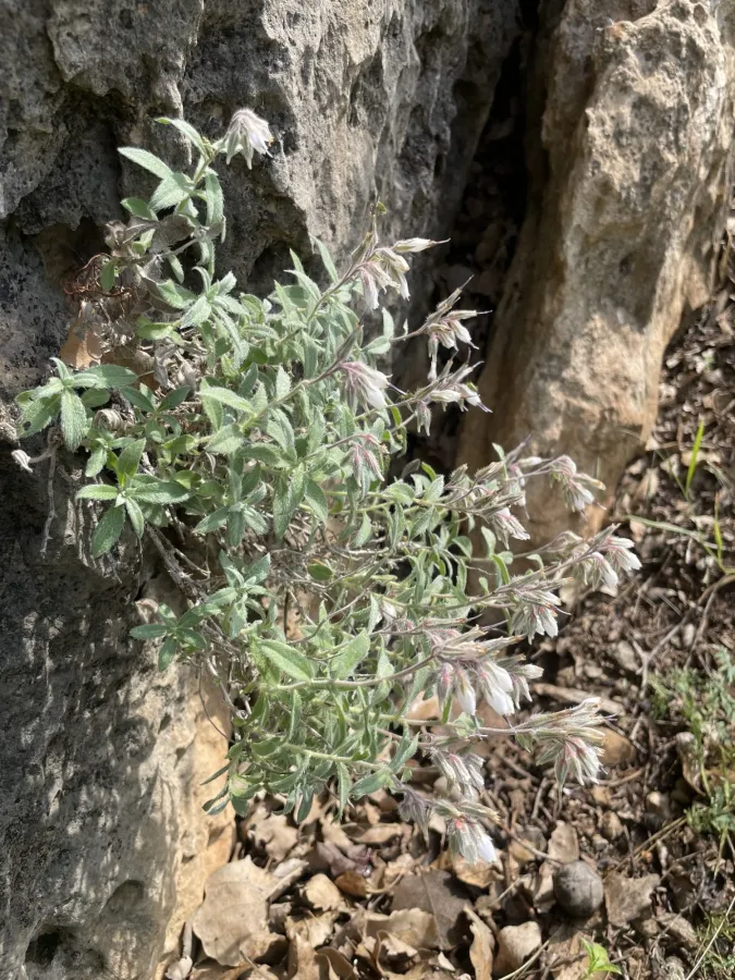 Onosma rostellata