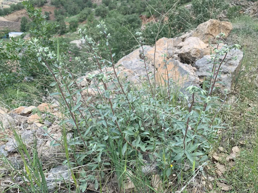 Onosma sericea