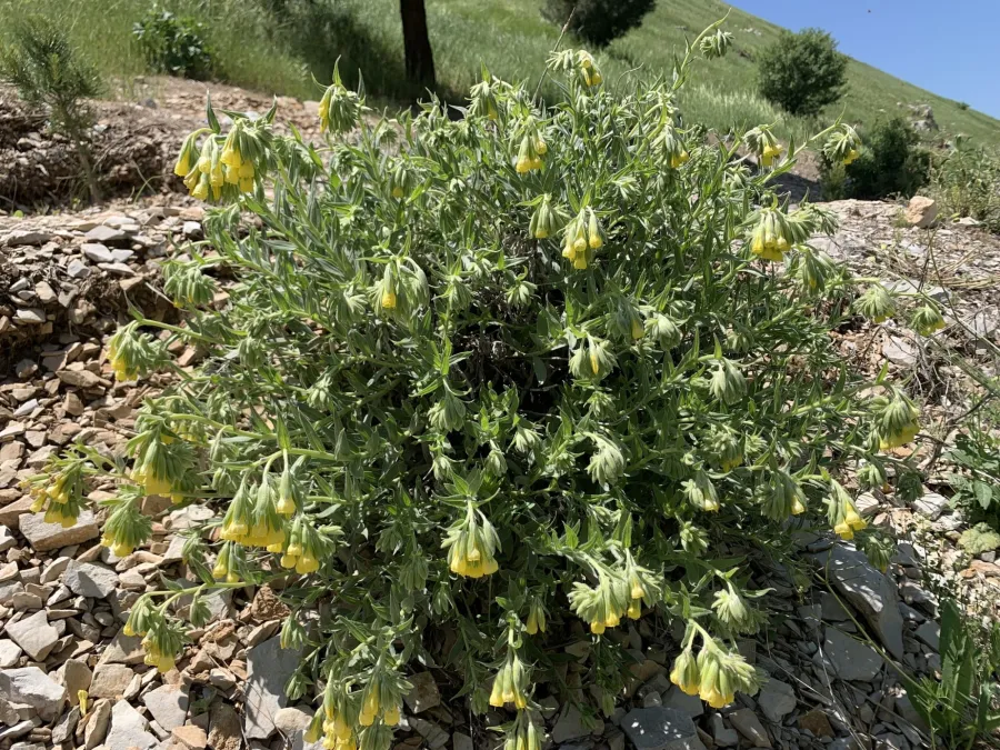 Onosma sericea