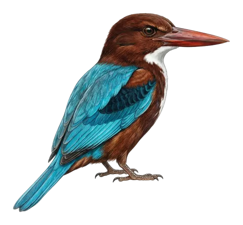 White-throated Kingfisher