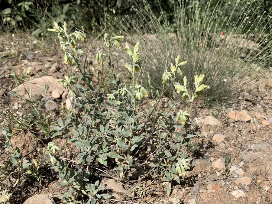 Onosma sericea
