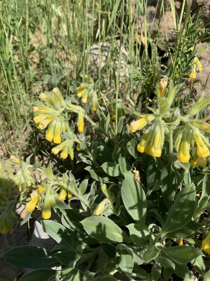 Onosma trachytricha