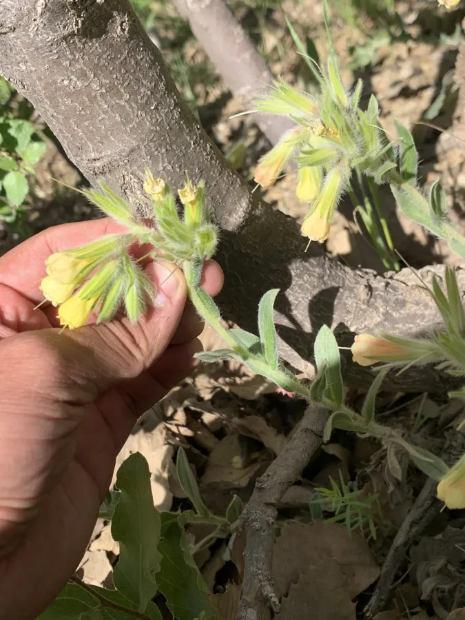 Onosma trachytricha