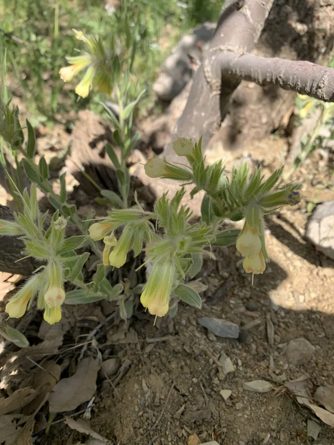 Onosma trachytricha