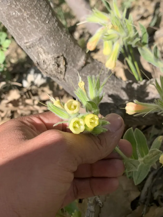 Onosma trachytricha