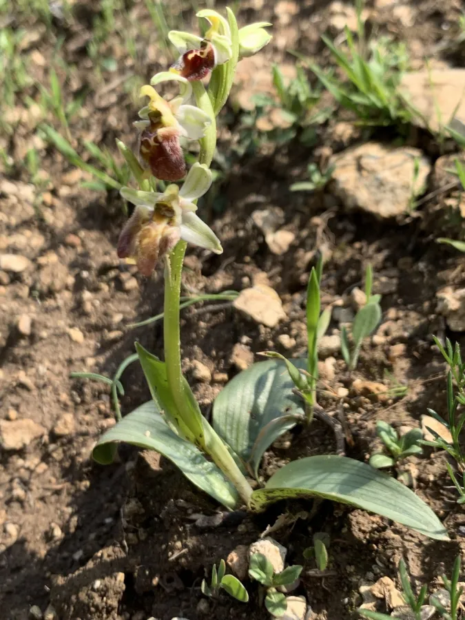Ophrys bornmuelleri