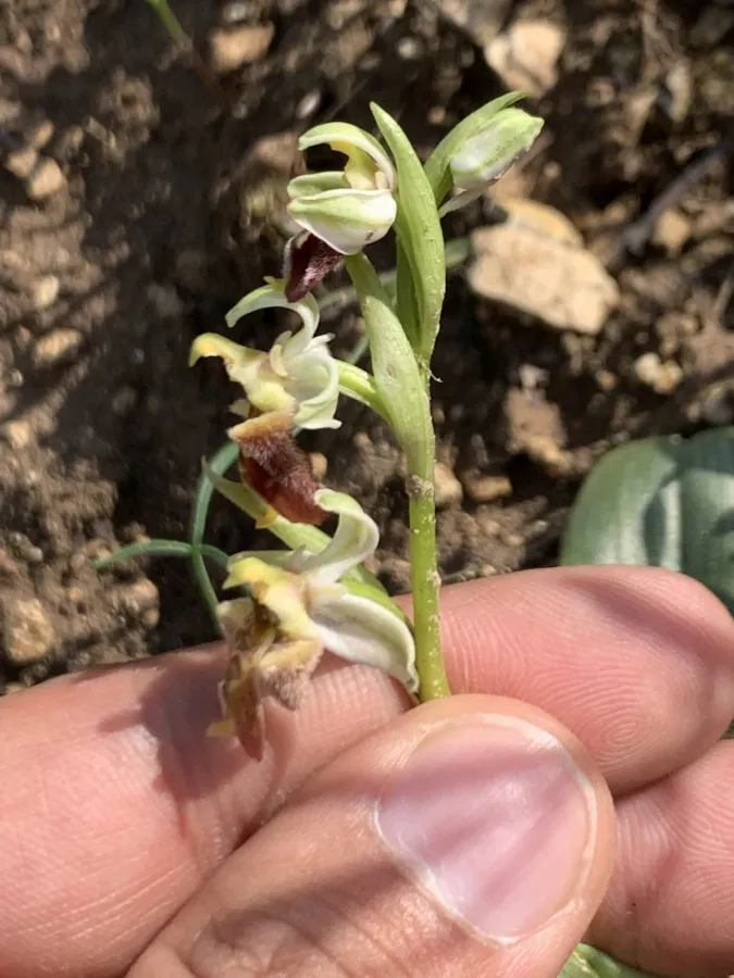 Ophrys bornmuelleri