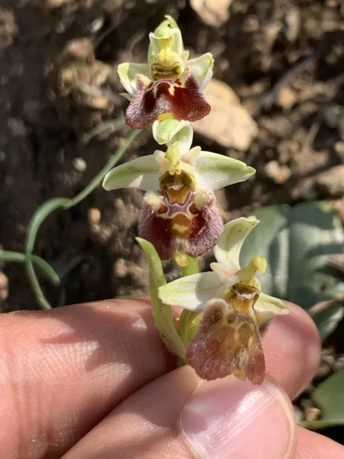 Ophrys bornmuelleri