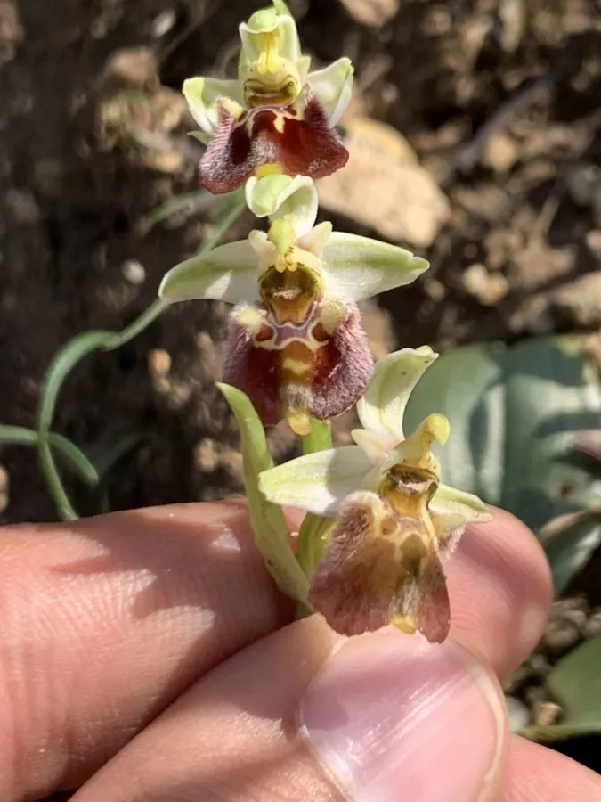 Ophrys bornmuelleri