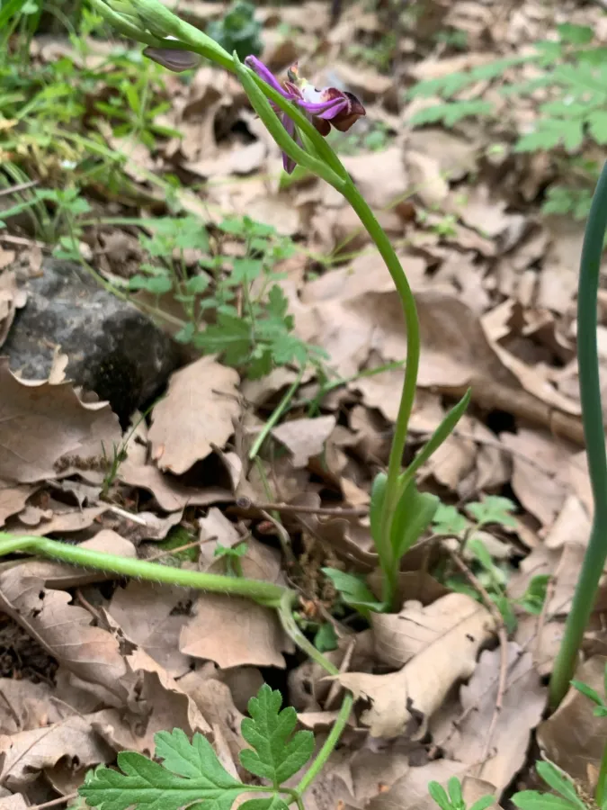 Ophrys reinholdii