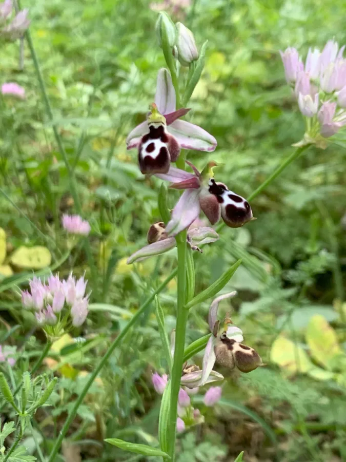 Ophrys reinholdii