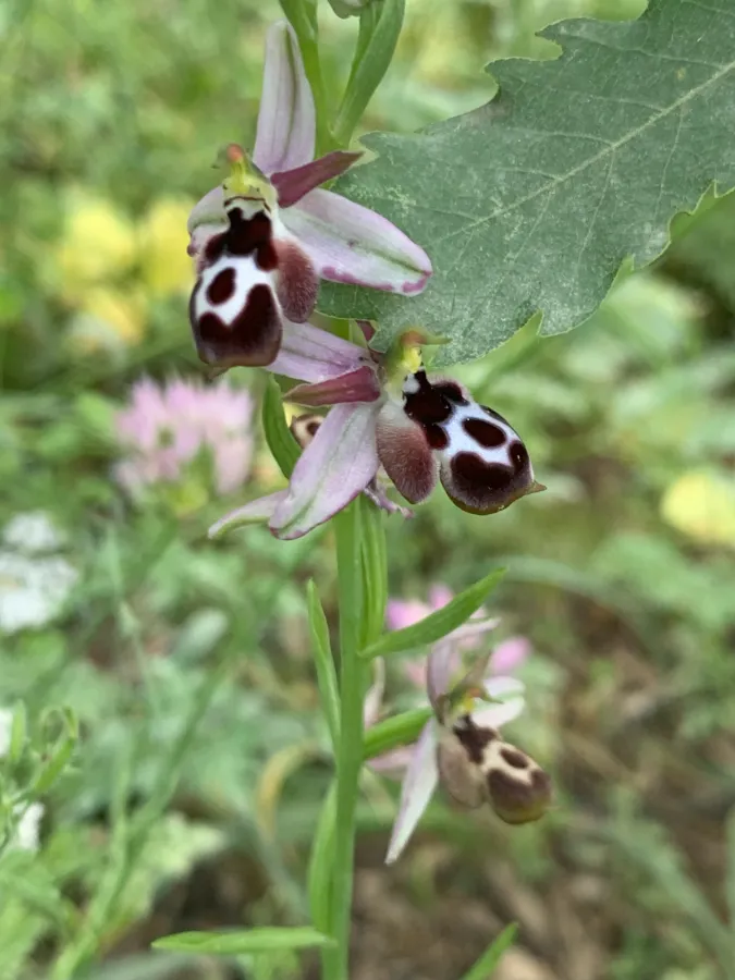 Ophrys reinholdii