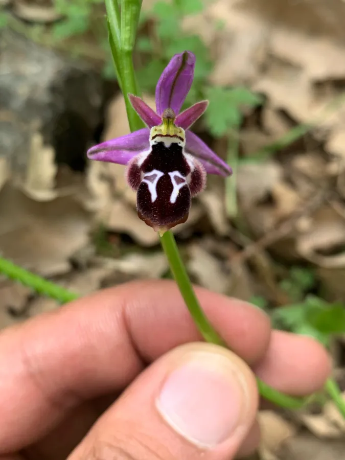 Ophrys reinholdii