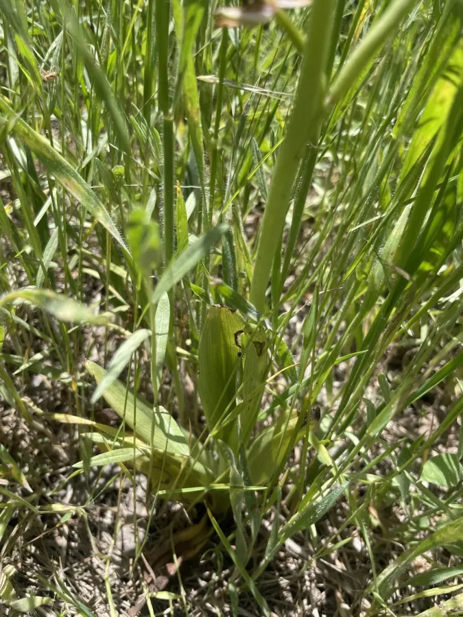 Ophrys schulzei