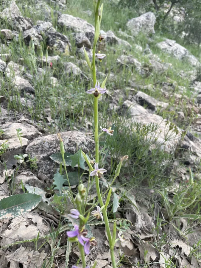 Ophrys schulzei