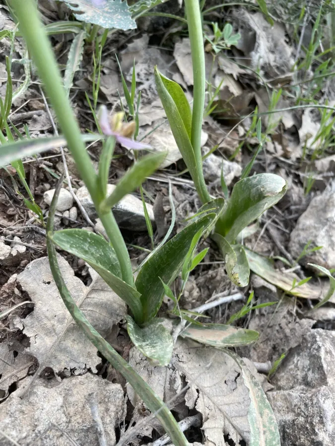 Ophrys schulzei